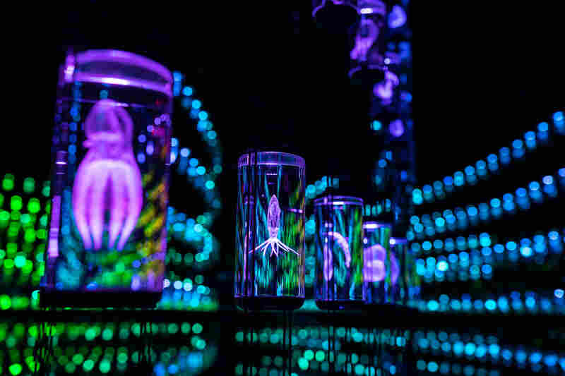 A display in the Museum of the Future's Heal Institute called "The Library of Life" in Dubai, United Arab Emirates. The exhibition contains more than 2,000 species in illuminated glass jars.